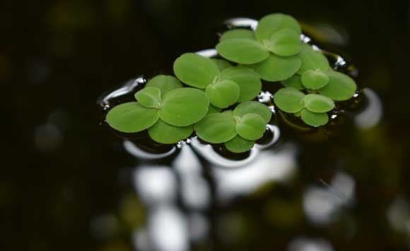 aquatic weeds