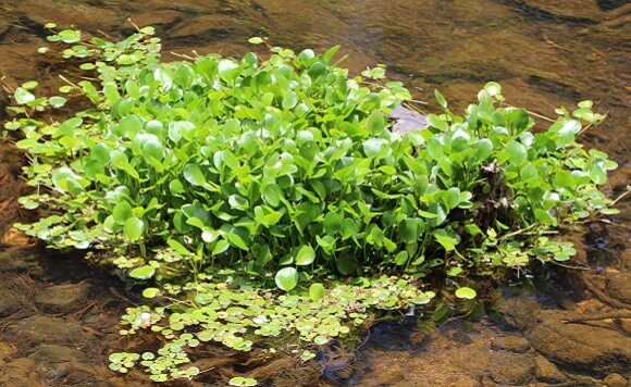 aquatic weeds