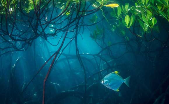 fish passage