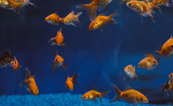 goldfish