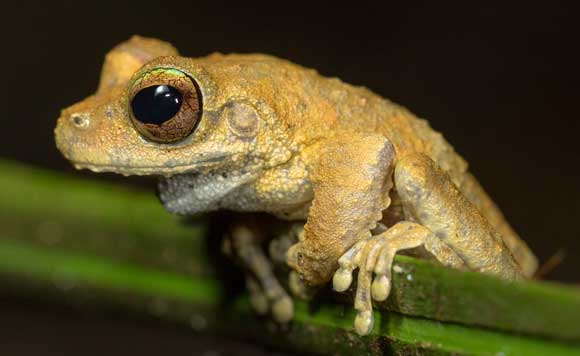 Kuranda tree frog