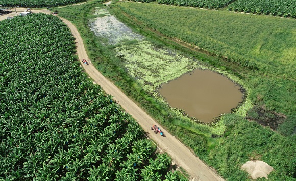 constructed wetland