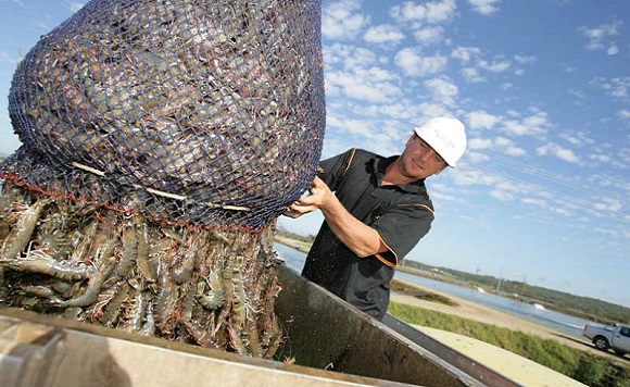 australian prawn farmers association
