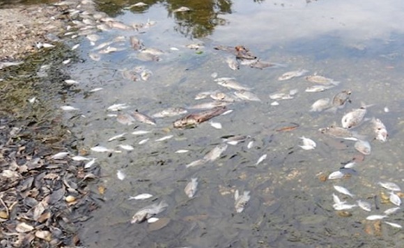 fish kill