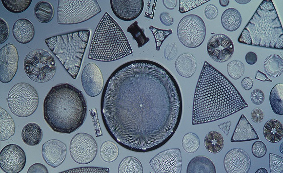 diatoms
