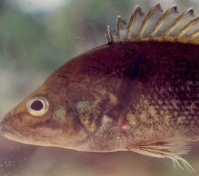 bloomfield river cod