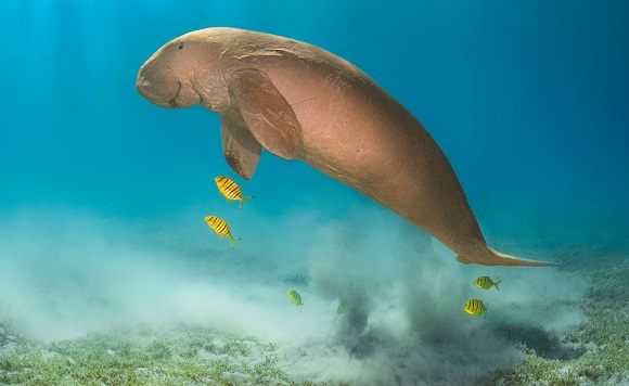 dugongs