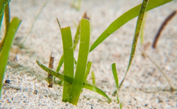 seagrass restoration