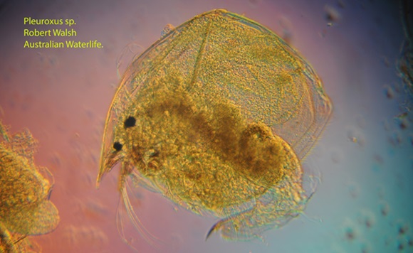 micro invertebrates