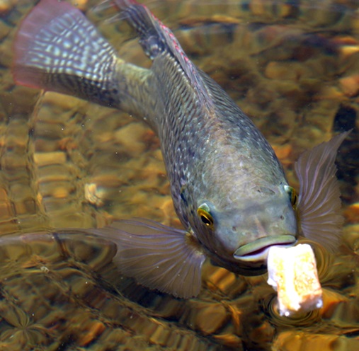 tilapia
