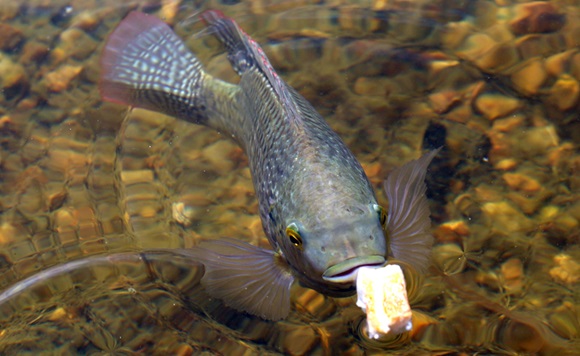 tilapia