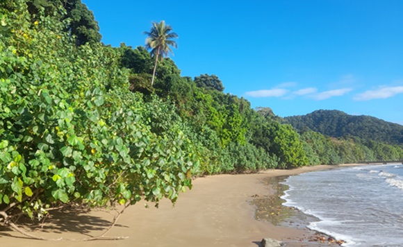 littoral rainforest