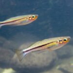 cairns rainbowfish