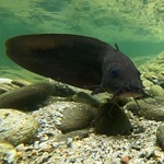 catfish