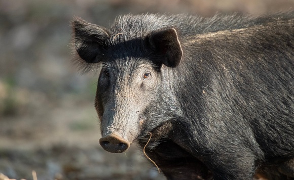 feral pigs