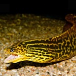 freshwater moray