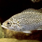 jungle perch