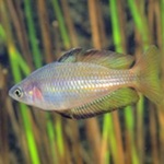 lake eacham rainbowfish