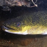 long finned eel