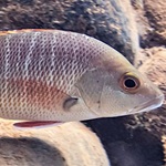 mangrove jack
