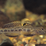mulgrave goby