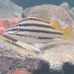 silver grunter