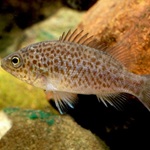 spangled perch